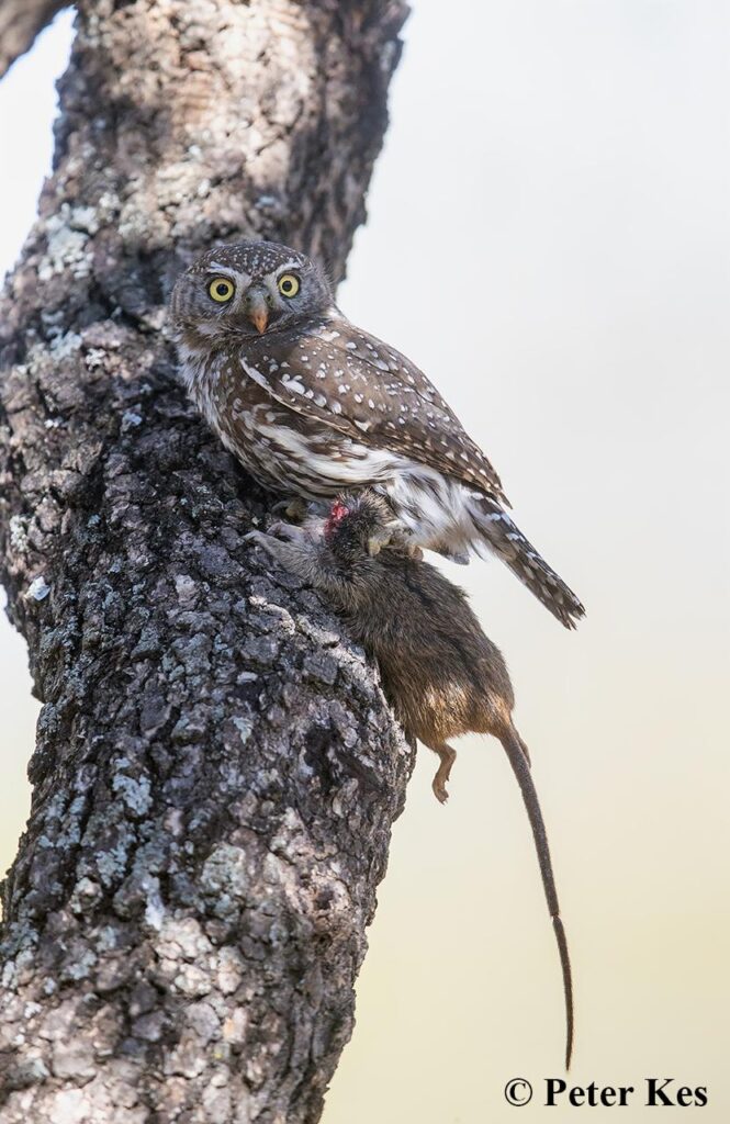 Owlet 4